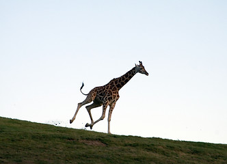 Image showing Running giraffe