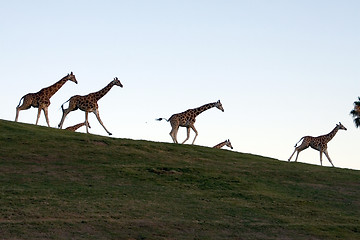 Image showing Giraffe family