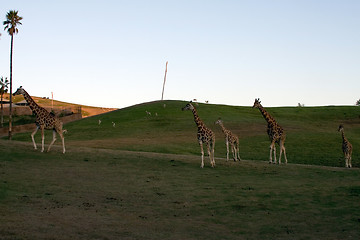 Image showing Giraffe family
