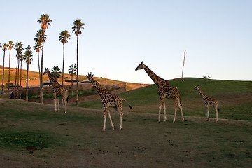 Image showing Giraffe family