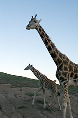 Image showing Giraffe family