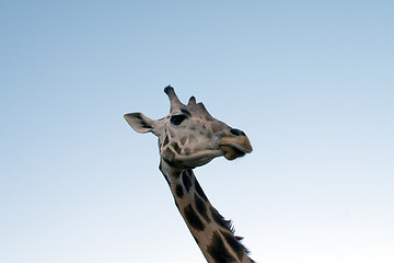 Image showing Giraffe Close-up