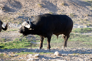 Image showing Buffalo