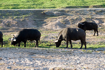 Image showing Buffalo