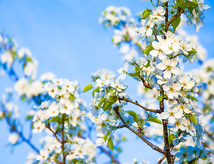 Image showing Spring flowers with sunshine