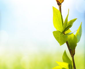 Image showing Fresh And Green Leaves