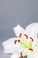 Image showing Lily Flower