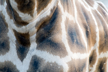 Image showing Giraffe Close-up