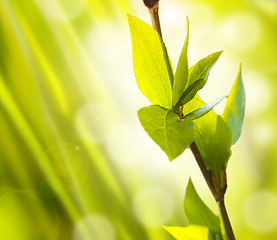 Image showing Fresh And Green Leaves