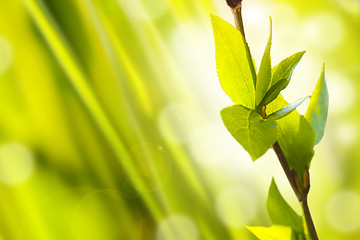 Image showing Fresh And Green Leaves