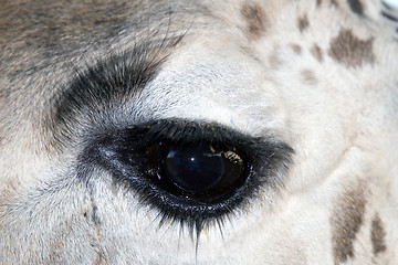 Image showing Giraffe Close-up