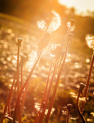 Image showing dandelion at sunset