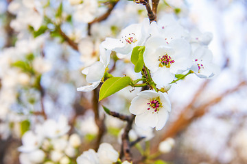 Image showing Spring flowers with sunshine