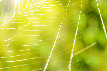 Image showing image of the spider web with water drops