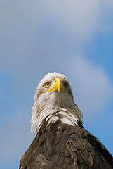 Image showing Bald Eagle