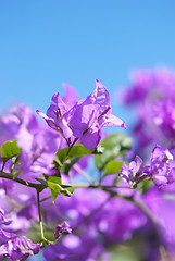 Image showing Bougainvillea