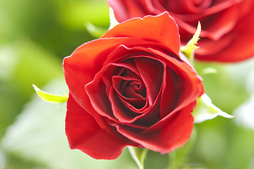 Image showing Red Rose