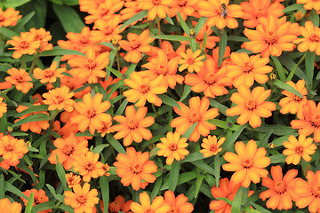 Image showing Orange Flowers