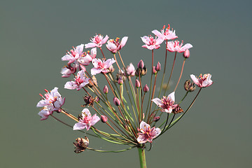 Image showing Butomus flower