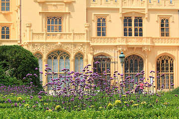 Image showing Flowering Verbena