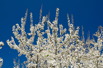 Image showing Blooming spring tree branches with white flowers over blue sky