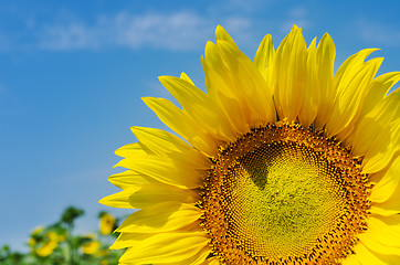 Image showing sunflower close up on field