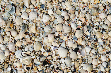 Image showing shells closeup as background