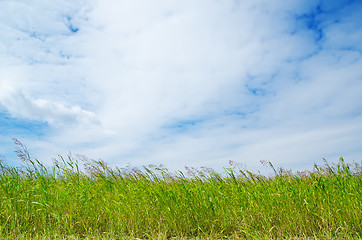 Image showing green grass under blue sky