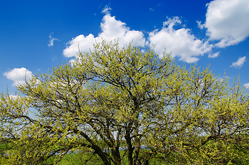 Image showing spring tree under clouds