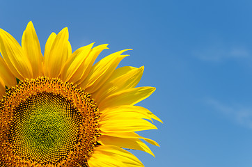 Image showing yellow sunflower on clear sky