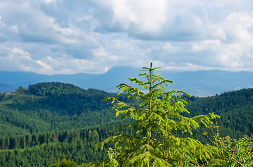 Image showing Pine tree closeup over mountain Carpathians