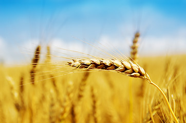 Image showing golden harvest close up