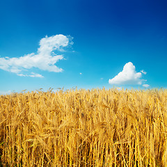 Image showing golden harvest on field under deep blue sky