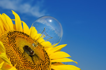 Image showing old light bulb and sunflower