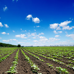 Image showing field with green sunflowers under cloudy sky