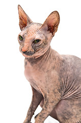 Image showing Young Don Sphynx