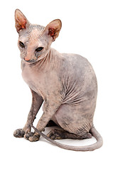 Image showing Young Don Sphynx