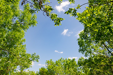 Image showing natural frame in wood