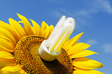 Image showing energy saving lamp in sunflower