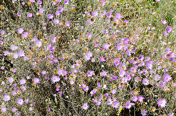 Image showing violet flowers on meadow