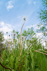 Image showing old dandelion in green grass field and blue sky