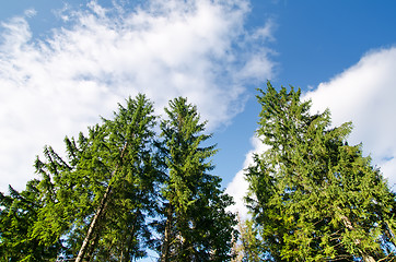 Image showing pine forest under deep blue sky in mountain Carpathians