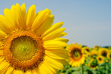 Image showing part of sunflower over field