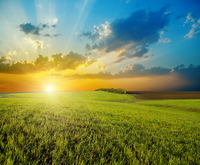 Image showing sunset over agricultural green field