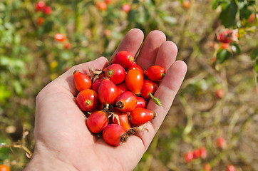 Image showing dog-rose in hand