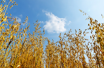 Image showing golden harvest