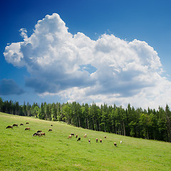 Image showing Beautiful green mountain landscape with trees in Carpathians