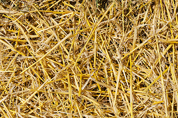 Image showing straw closeup as background