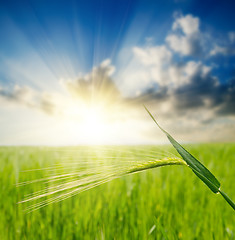 Image showing green ear over field and sunset