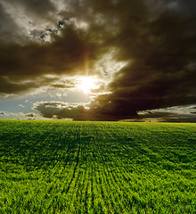 Image showing agricultural green field and dramatic sunset